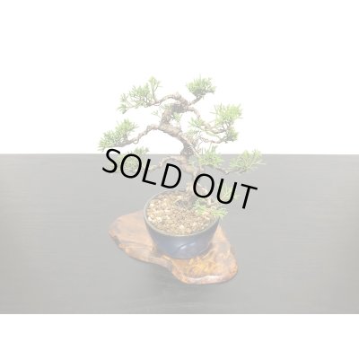 画像5: 糸魚川真柏 小品盆栽