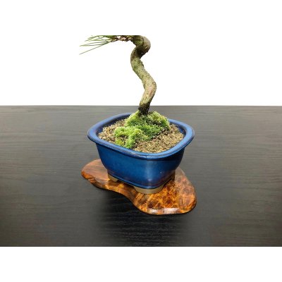 画像5: 黒松 小品盆栽素材