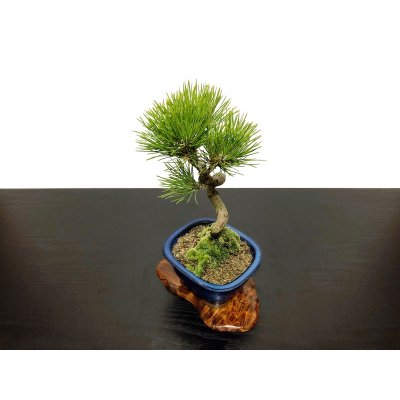 画像6: 黒松 小品盆栽素材