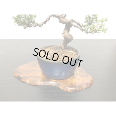 画像6: 糸魚川真柏 小品盆栽