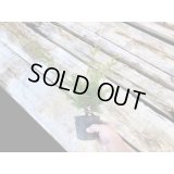 糸魚川真柏 小品ミニ盆栽素材