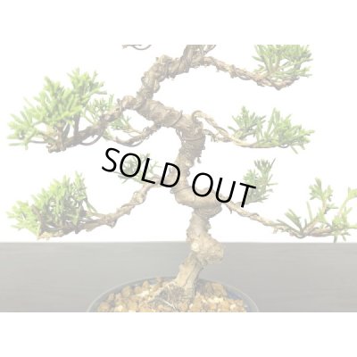画像3: 糸魚川真柏 小品盆栽