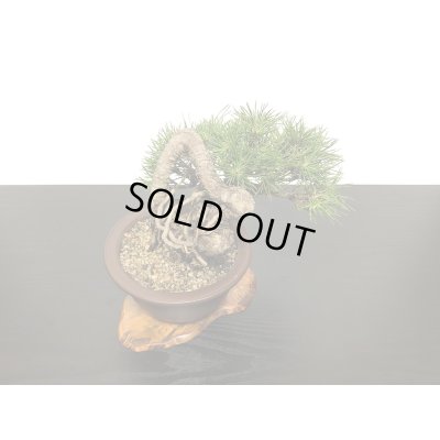 画像8: 根上がり黒松　小品盆栽