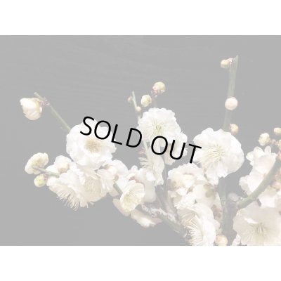 画像3: 花梅　「玉牡丹」　貴風盆栽素材