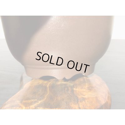 画像7: 根上がり黒松　小品盆栽