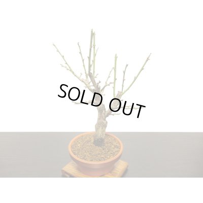 画像8: 花梅　「玉牡丹」　貴風盆栽素材