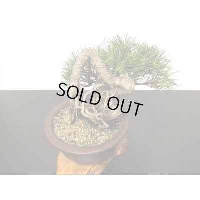 画像3: 根上がり黒松　小品盆栽