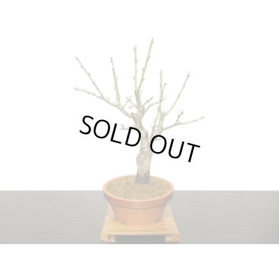 画像4: 花梅　「玉牡丹」　貴風盆栽素材