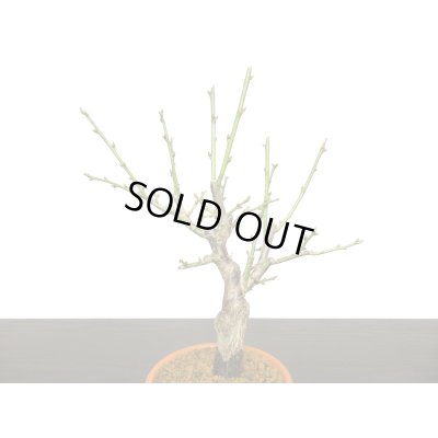 画像5: 花梅　「玉牡丹」　貴風盆栽素材