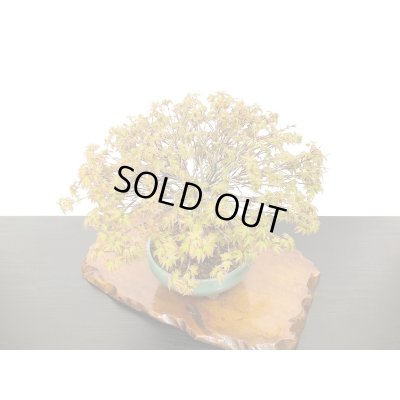 画像5: 清姫もみじ　貴風盆栽