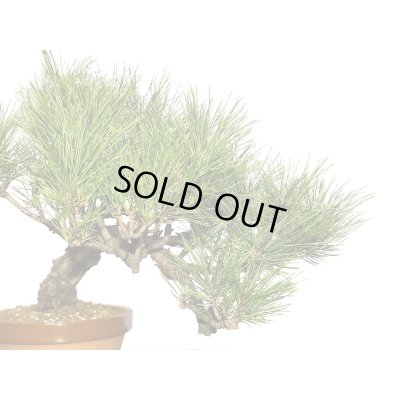 画像6: 赤松　貴風盆栽素材