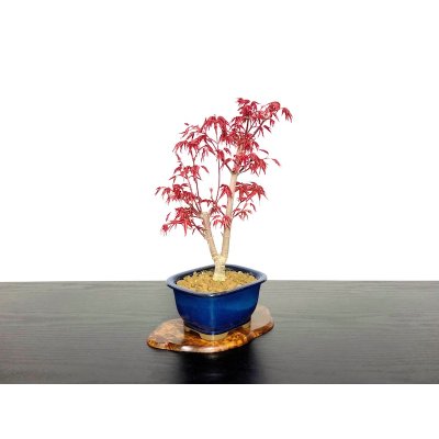 画像4: 出猩々もみじ 貴風盆栽素材
