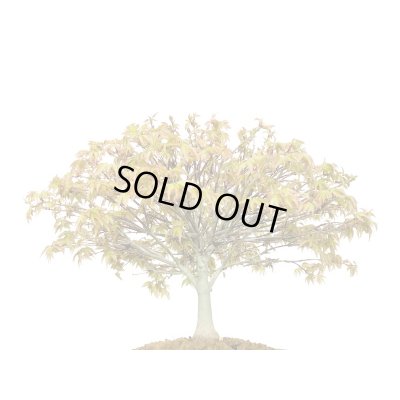 画像4: 清姫もみじ　貴風盆栽