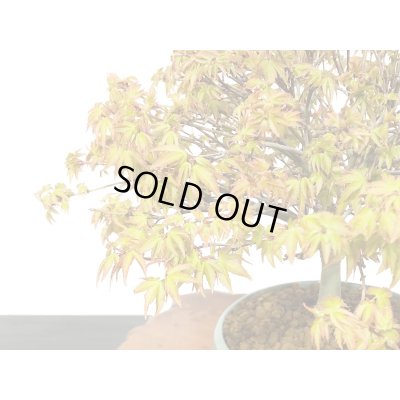 画像3: 清姫もみじ　貴風盆栽