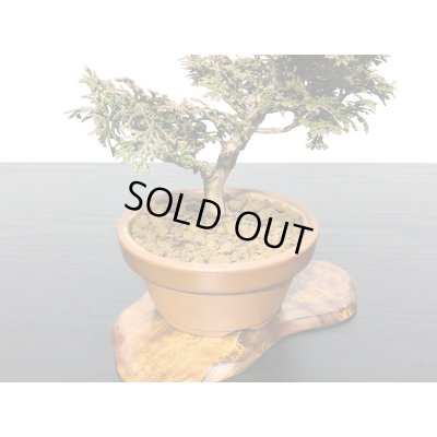 画像5: 津山檜 小品盆栽素材