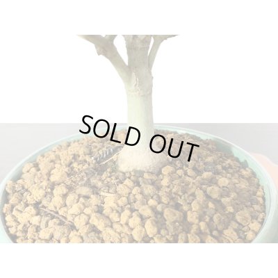 画像6: 清姫もみじ　貴風盆栽