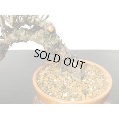 画像4: 赤松　貴風盆栽素材