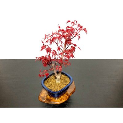 画像7: 出猩々もみじ 貴風盆栽素材