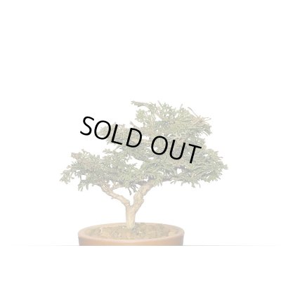 画像6: 津山檜 小品盆栽素材