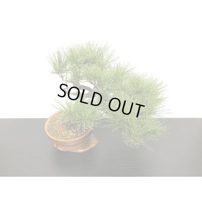 画像7: 赤松　貴風盆栽素材