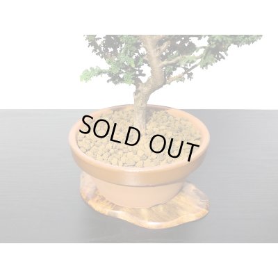 画像6: 石化檜 貴風盆栽素材