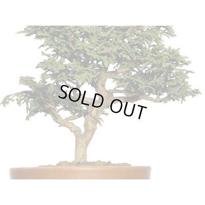 画像3: 津山檜 小品盆栽素材