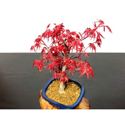 画像5: 出猩々もみじ 貴風盆栽素材