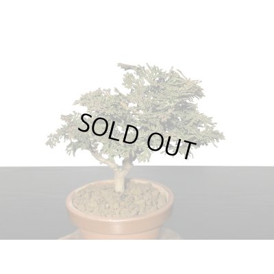 画像4: 津山檜 小品盆栽素材