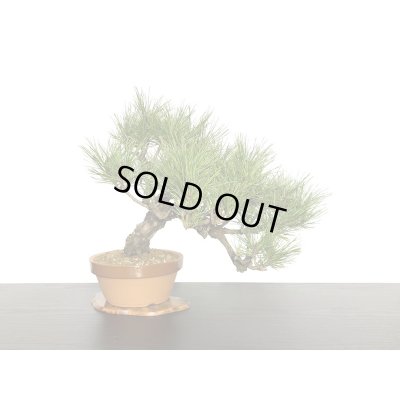 画像3: 赤松　貴風盆栽素材