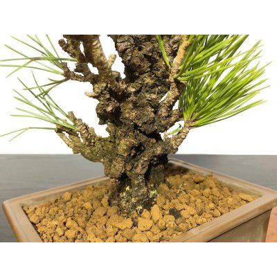 画像4: 錦松 夢錦 小品盆栽