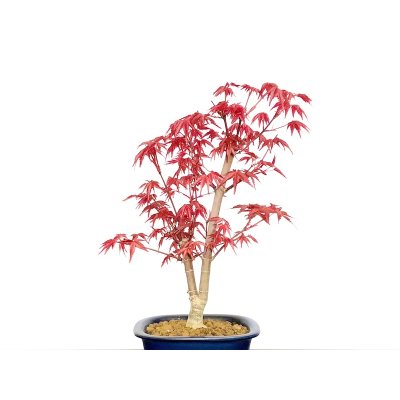 画像3: 出猩々もみじ 貴風盆栽素材