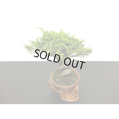 画像6: 糸魚川真柏　小品盆栽素材 