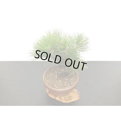 画像7: 黒松　小品盆栽素材