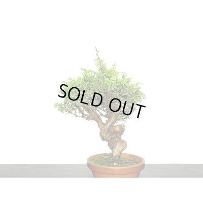 画像4: 糸魚川真柏　小品盆栽素材 