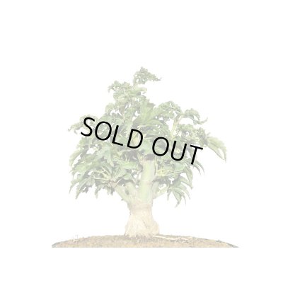 画像5: 獅子頭もみじ（取り木）　小品ミニ盆栽素材