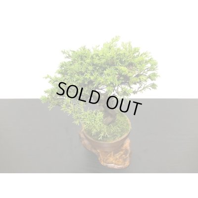 画像6: 糸魚川真柏　小品盆栽素材