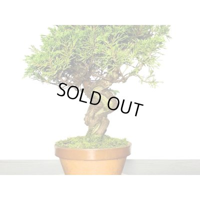 画像3: 糸魚川真柏　小品盆栽素材