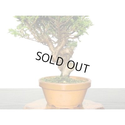 画像3: 糸魚川真柏　小品盆栽素材 