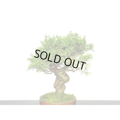 画像4: 糸魚川真柏　小品盆栽素材