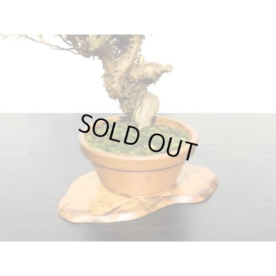 画像5: 糸魚川真柏　小品盆栽素材 