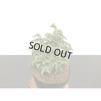 画像6: 獅子頭もみじ（取り木）　小品ミニ盆栽素材