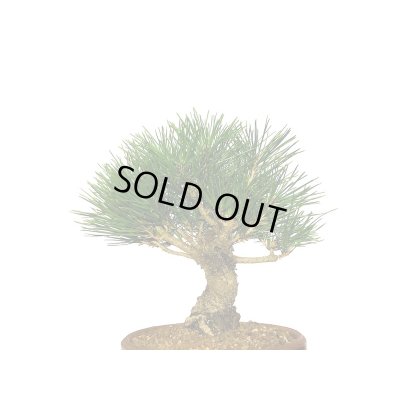 画像4: 黒松　小品盆栽素材