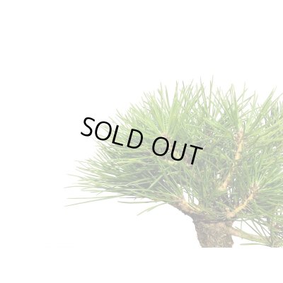 画像6: 黒松　小品盆栽素材