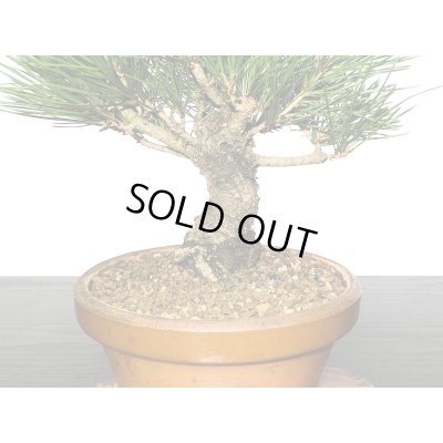 画像3: 黒松　小品盆栽素材