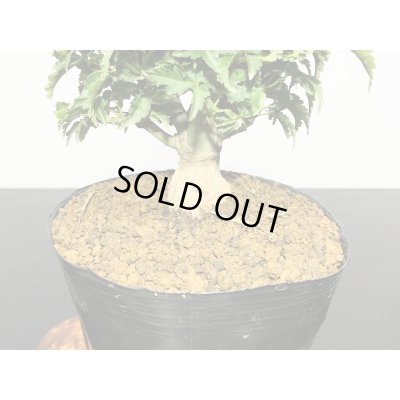 画像4: 獅子頭もみじ（取り木）　小品ミニ盆栽素材