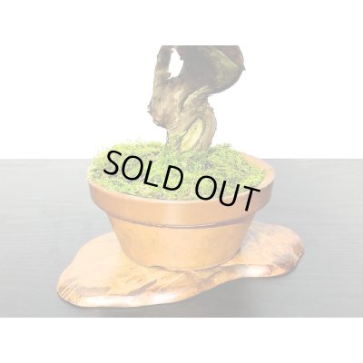 画像5: 糸魚川真柏　小品盆栽素材