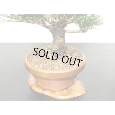 画像5: 黒松　小品盆栽素材