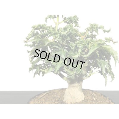 画像3: 獅子頭もみじ（取り木）　小品ミニ盆栽素材