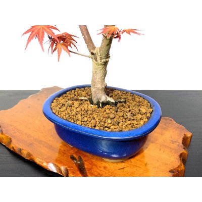 画像5: 清玄もみじ　貴風盆栽素材