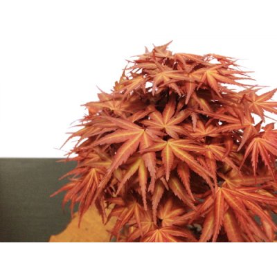 画像6: 清玄もみじ　貴風盆栽素材